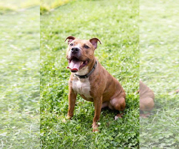 Medium Photo #13 American Pit Bull Terrier-Unknown Mix Puppy For Sale in Crete, IL, USA