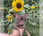 Puppy Ande French Bulldog