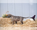 Small Photo #4 Irish Dane Puppy For Sale in CALDWELL, ID, USA