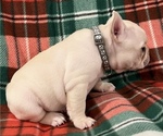 Small Photo #15 French Bulldog Puppy For Sale in BOLIVAR, MO, USA