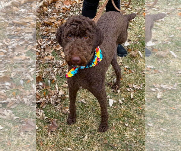 Medium Photo #1 Chocolate Labrador retriever-Poodle (Standard) Mix Puppy For Sale in Plainfield, IL, USA