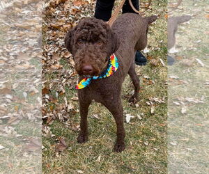Chocolate Labrador retriever-Poodle (Standard) Mix Dogs for adoption in Plainfield, IL, USA