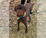Small Chocolate Labrador retriever-Poodle (Standard) Mix