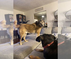 TANK (BONDED w/RUSTY)(COURTESY POST) - Male Shiba Inu-Unknown Mix Dog for Adoption - Photo #2