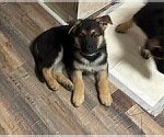 Small #7 German Shepherd Dog
