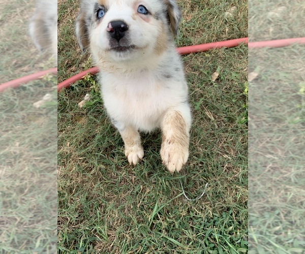 Medium Photo #17 Australian Shepherd Puppy For Sale in MERIDIANVILLE, AL, USA