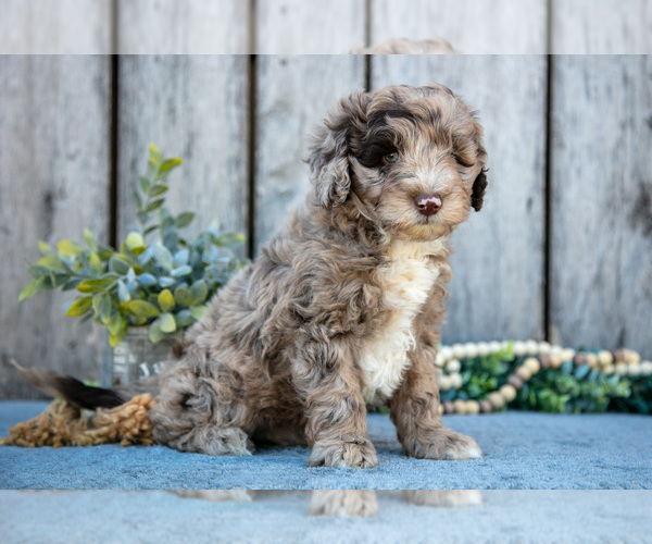Medium Photo #3 Poodle (Miniature)-Portuguese Water Dog Mix Puppy For Sale in FREDERICKSBURG, OH, USA