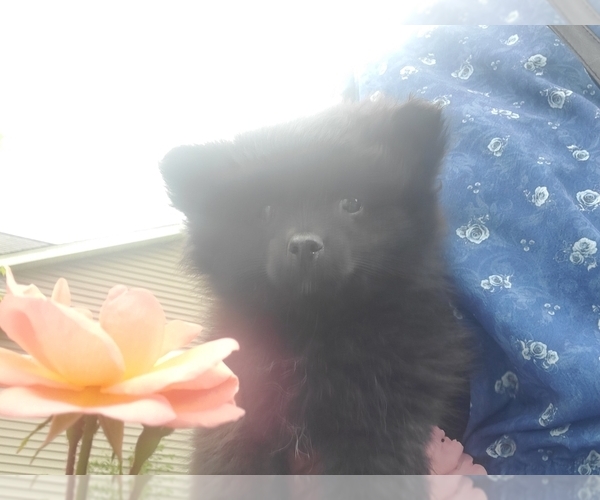 Medium Photo #3 Pomeranian Puppy For Sale in SAINT PAUL, MN, USA