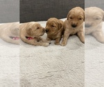 Small Photo #1 Golden Retriever Puppy For Sale in WEST PALM BEACH, FL, USA