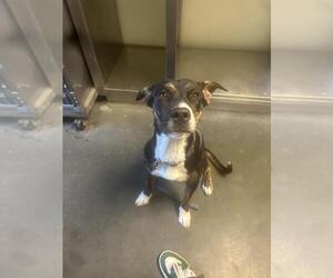 Catahoula Leopard Dog-Unknown Mix Dogs for adoption in Santa Cruz, CA, USA