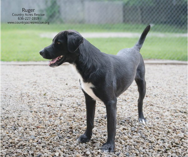 Medium Photo #4 Retriever -Unknown Mix Puppy For Sale in Manchester, MO, USA