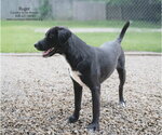 Small #3 Retriever  Mix
