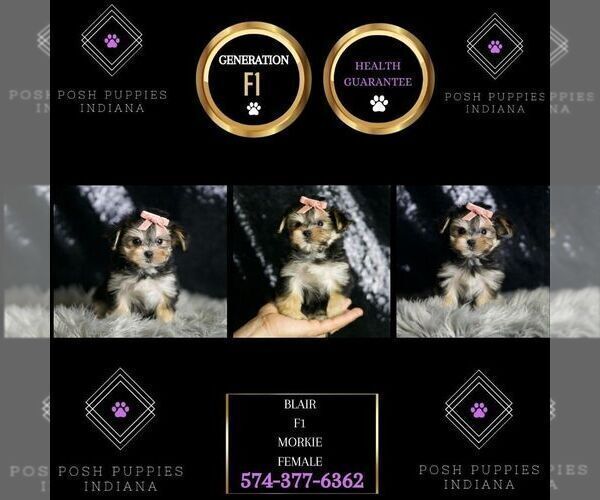 Medium Photo #98 Morkie Puppy For Sale in WARSAW, IN, USA