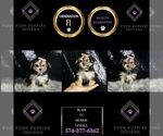 Small Photo #98 Morkie Puppy For Sale in WARSAW, IN, USA