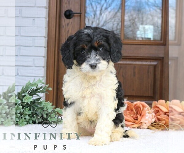 Medium Photo #3 Cavapoo (Miniature) Puppy For Sale in NARVON, PA, USA