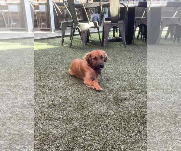 Medium Photo #2 Cockapoo (Miniature) Puppy For Sale in Escondido, CA, USA