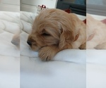 Puppy Brown Golden English Cream Golden Retriever