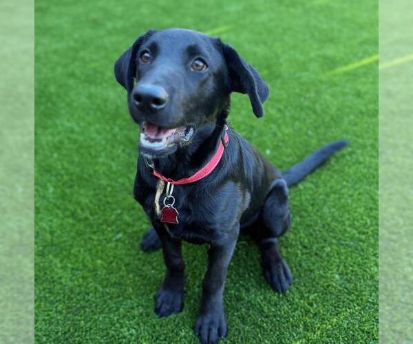 Medium Photo #2 Labrador Retriever-Unknown Mix Puppy For Sale in San Diego, CA, USA