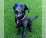 Small #1 Labrador Retriever Mix