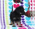 Small Photo #3 Labradoodle-Poodle (Miniature) Mix Puppy For Sale in PARADISE, PA, USA