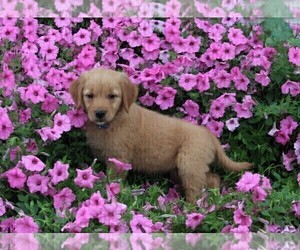 Golden Retriever Puppy for sale in FREDERICKSBURG, OH, USA
