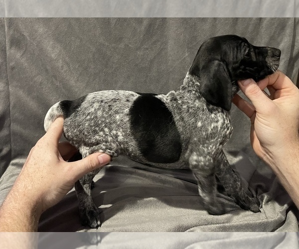 Medium Photo #8 German Shorthaired Pointer Puppy For Sale in MAKANDA, IL, USA