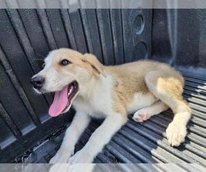Labrador Retriever-Unknown Mix Dogs for adoption in San Antonio, TX, USA