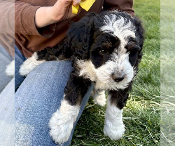 Medium Photo #1 Bernedoodle (Miniature) Puppy For Sale in ROY, UT, USA
