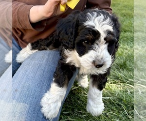 Bernedoodle (Miniature) Puppy for sale in ROY, UT, USA