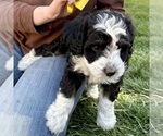 Small Bernedoodle (Miniature)