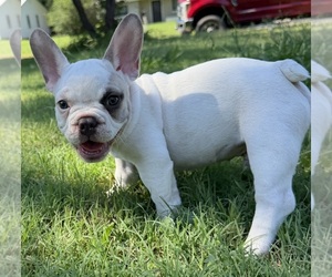 French Bulldog Puppy for sale in CUSHING, OK, USA