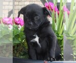 Small Photo #4 Pug Puppy For Sale in FREDERICKSBURG, OH, USA