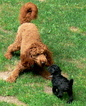 Small Photo #1 Australian Labradoodle-Poodle (Standard) Mix Puppy For Sale in WILSON, CT, USA