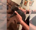 Small Photo #17 Bullmastiff-Cane Corso Mix Puppy For Sale in CHICAGO, IL, USA