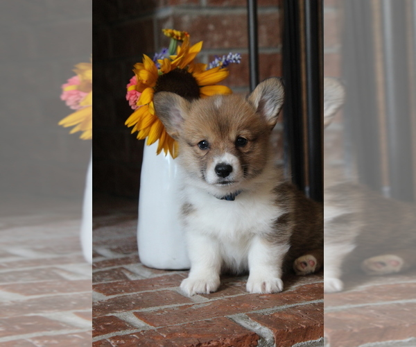 Medium Photo #3 Pembroke Welsh Corgi Puppy For Sale in FAIR GROVE, MO, USA