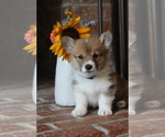 Small #2 Pembroke Welsh Corgi