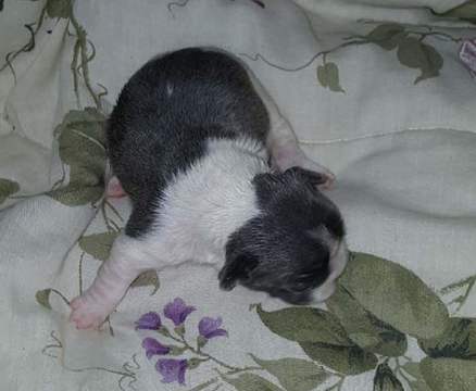 Medium Photo #3 French Bulldog Puppy For Sale in ROCHESTER, MI, USA