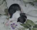 Small Photo #3 French Bulldog Puppy For Sale in ROCHESTER, MI, USA
