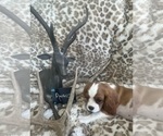 Small #9 Cavalier King Charles Spaniel