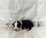 Puppy Vixon Australian Shepherd