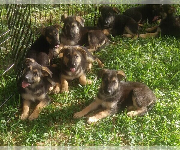 Medium Photo #2 German Shepherd Dog Puppy For Sale in INEZ, TX, USA