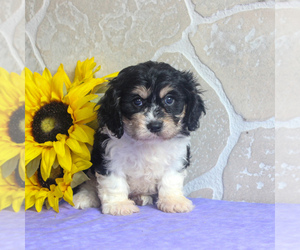 Cavachon Puppy for sale in GORDONVILLE, PA, USA