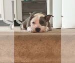 Small #3 American Pit Bull Terrier