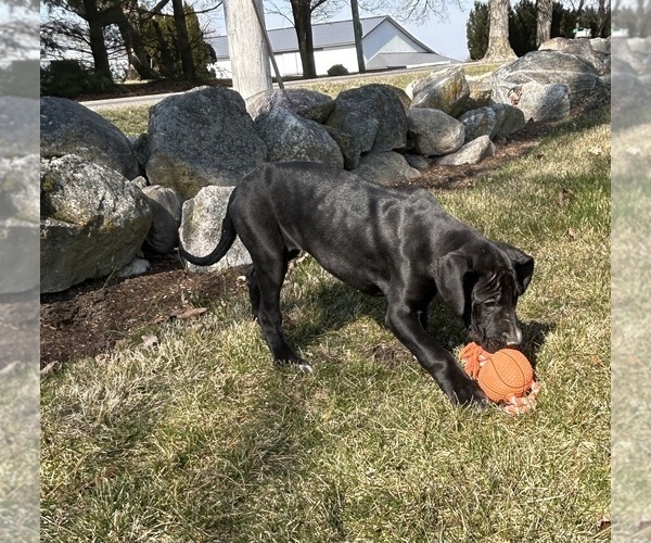 Medium Photo #4 Great Dane Puppy For Sale in MIDDLEBURY, IN, USA