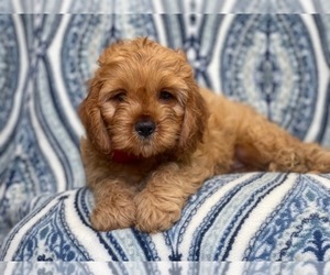 Cocker Spaniel-Poodle (Miniature) Mix Puppy for sale in LAKELAND, FL, USA