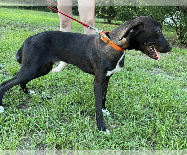 Medium Photo #3 Mutt Puppy For Sale in Ridgefield, CT, USA