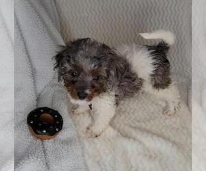 Cavalier King Charles Spaniel-Poodle (Toy) Mix Puppy for sale in JASONVILLE, IN, USA