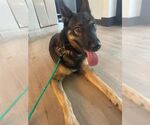 Small #1 German Shepherd Dog