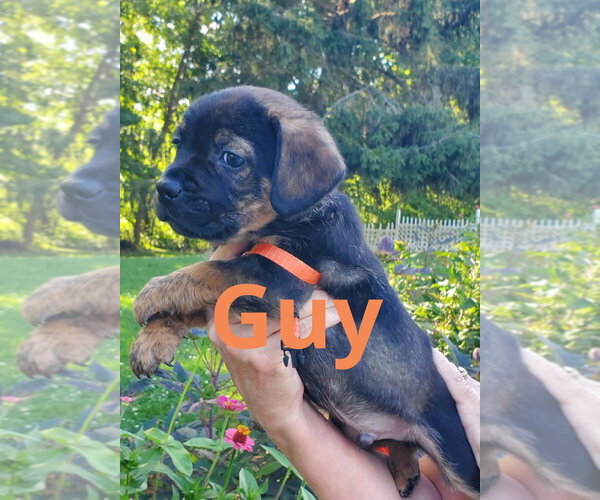 Medium Photo #1 Mutt Puppy For Sale in Evansville, IN, USA