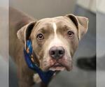 KYLO - Male American Bulldog Dog for Adoption - Small photo